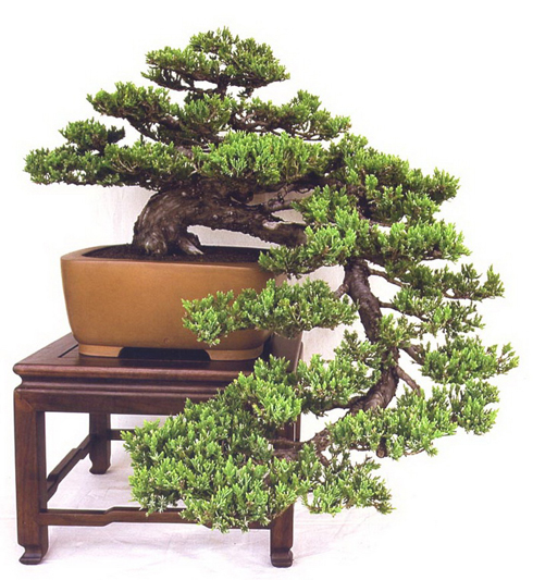 bonsai