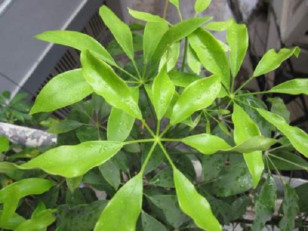 Cay-ngu-gia-bi-co-tac-dung-gi.2