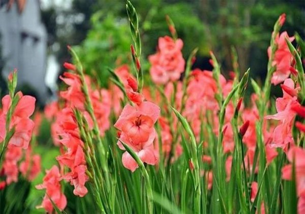 Nhung loai hoa nhat dinh phai co trong nha ngay tet de giu va chieu tai loc trong nam moi sharoncuneta.com 2