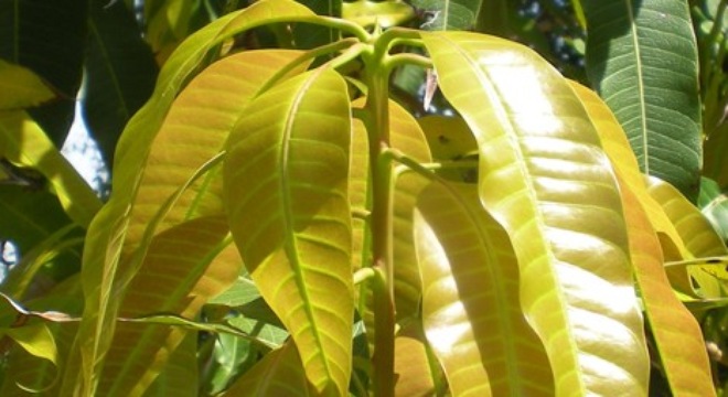 chua-benh-tieu-duong-bang-la-xoai