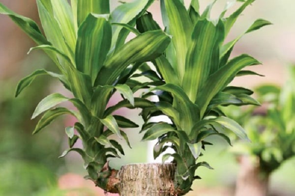 phat-tai-khuc