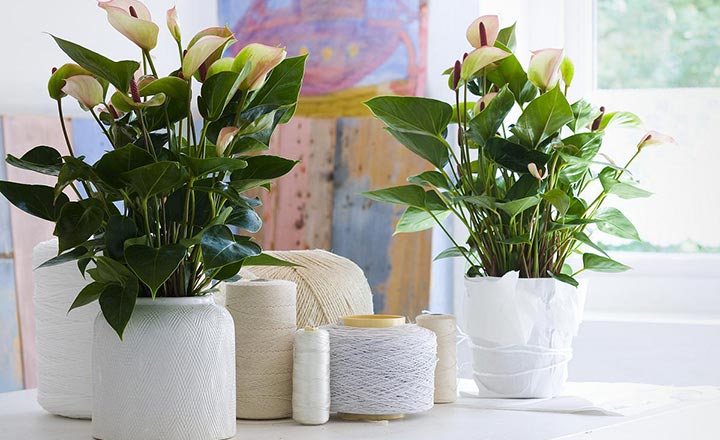 tuoi-dan-nen-trong-cay-gi-trong-nha