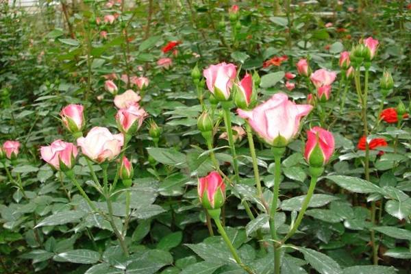 40.huong-dan-trong-hoa-hong-dep-tuoi-tren-san-thuong-2-sharoncuneta.com