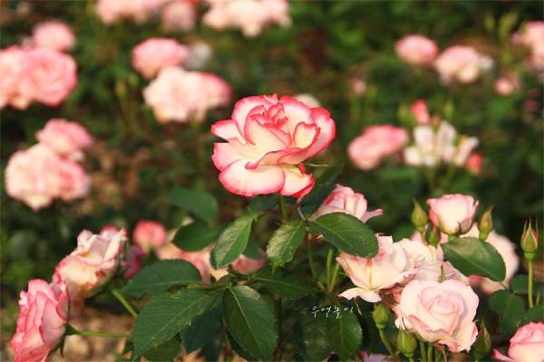 40.huong-dan-trong-hoa-hong-dep-tuoi-tren-san-thuong-3-sharoncuneta.com