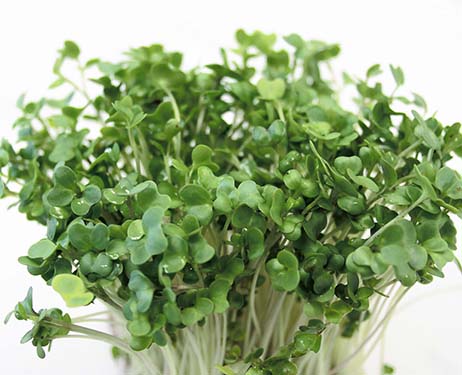 3.huong-dan-trong-rau-mam-cai-bong-xanh-1-sharoncuneta.com