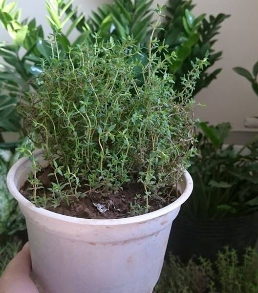 9.huong-dan-cach-trong-cay-xa-huong-don-gian-ngay-tai-nha-1-sharoncuneta.com (1)