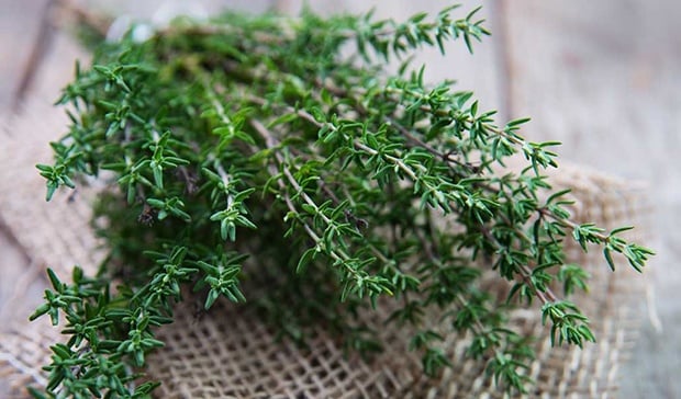 9.huong-dan-cach-trong-cay-xa-huong-don-gian-ngay-tai-nha-2-sharoncuneta.com (1)