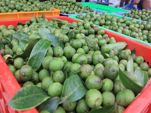 6.meo-giup-bao-quan-sau-trong-tu-lanh-ca-nam-2-sharoncuneta.com