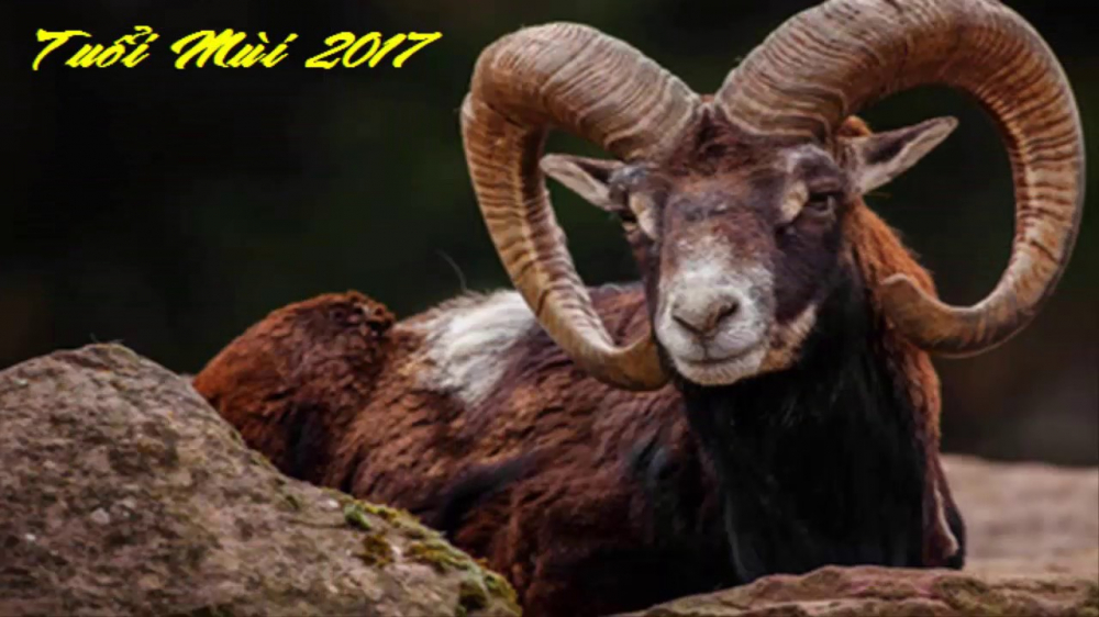 18.tuoi-ky-mui-nam-dinh-dau-2017-tat-tan-tat-nhung-dieu-can-luu-y-1-sharoncuneta.com