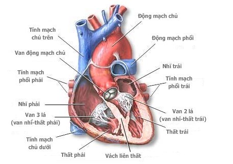 53.nhung-bieu-hien-cua-benh-ho-van-dong-mach-chu-phuntoday.vn