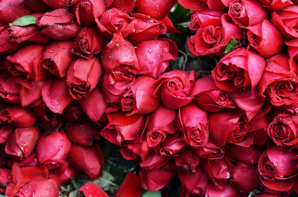 3.qua-tang-valentine-cho-nang-1-sharoncuneta.com
