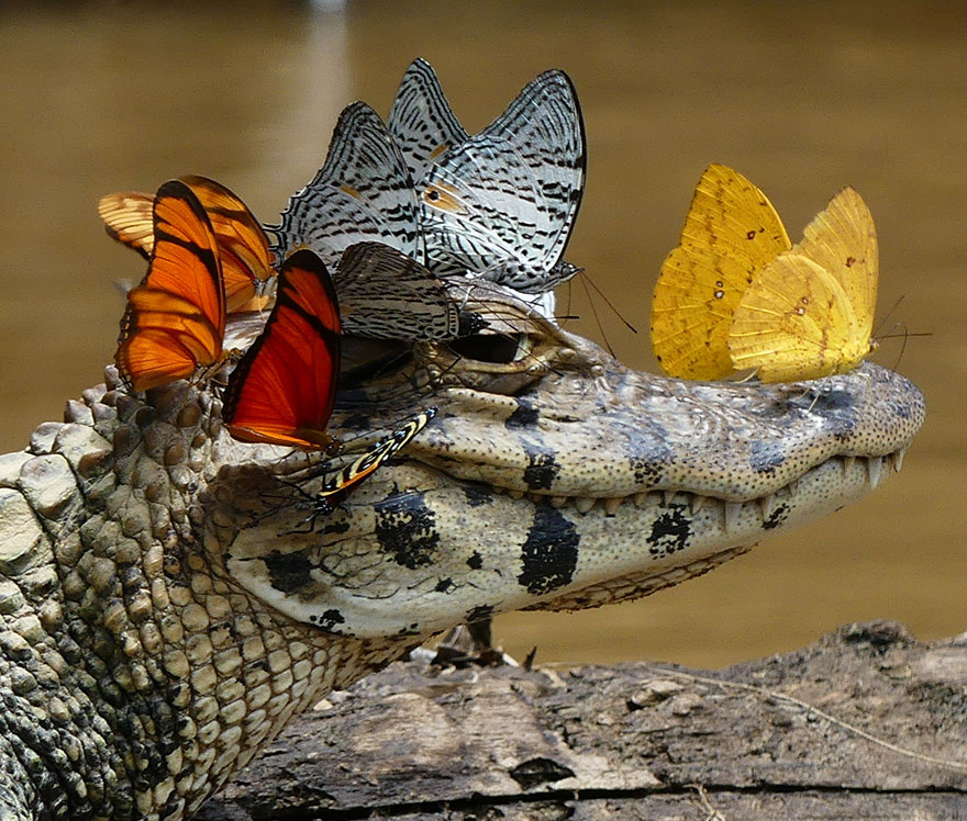 caimain-butterflies-drink