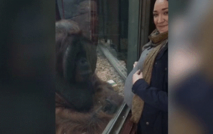 gif-2-1483606352644-0-83-288-544-crop-1483606423709