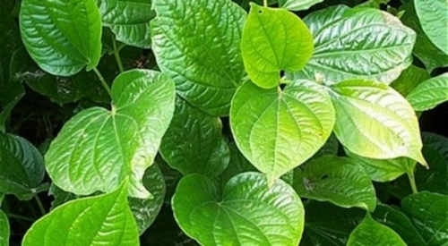 la-lot-chua-benh-1