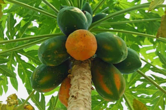 du-du-chua-benh1