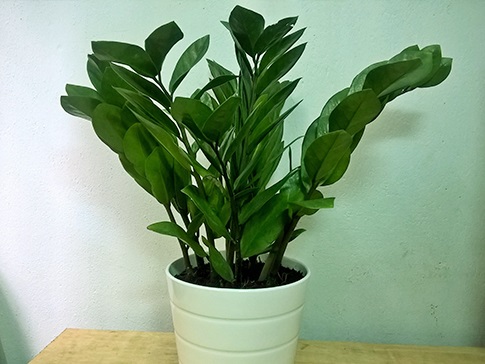 cay-kim-tien1