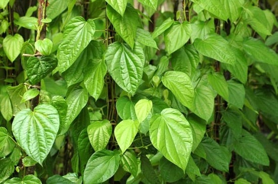 trau-khong