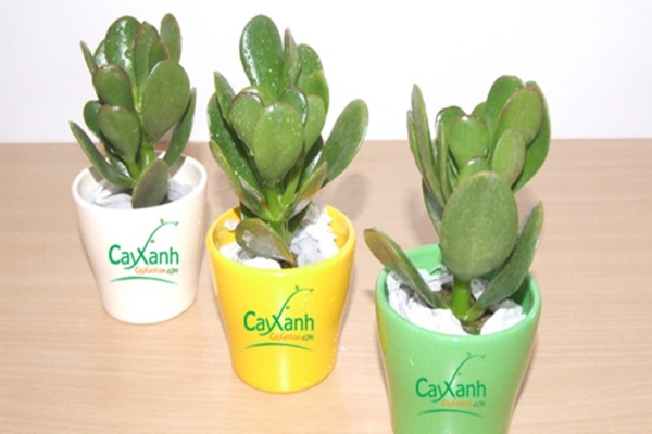 cay-canh