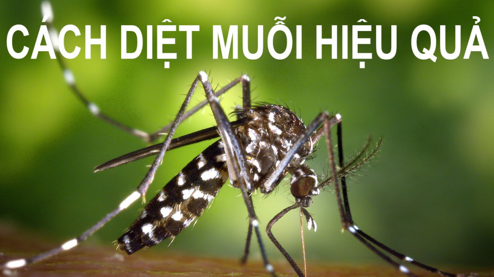 cach-diet-muoi