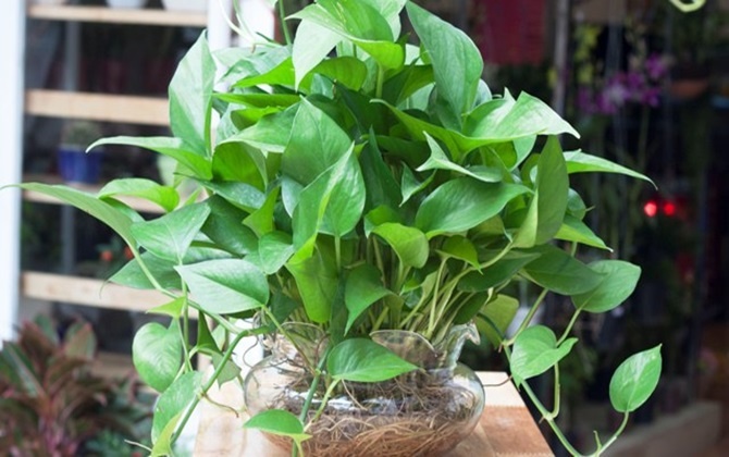 cay-canh
