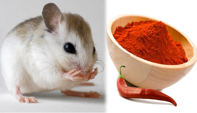meo-duoi-chuot
