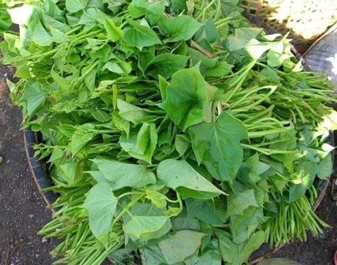 rau-khoai-lang
