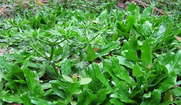 mui-tau