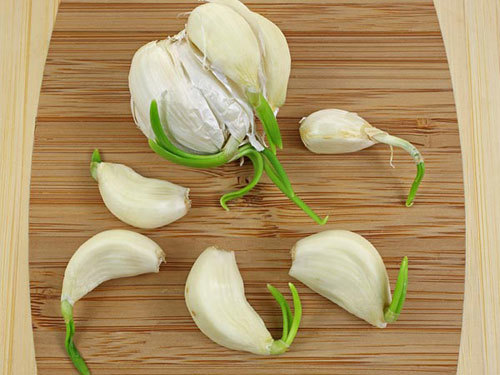 Tỏi mọc mầm còn là khắc tinh của bệnh ung thư