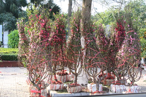 Đào bày ra nhưng không thấy người mua. Ảnh: T.C