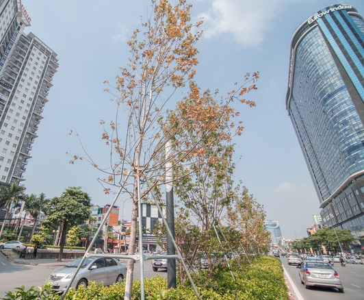 Hàng cây phong lá đỏ từng được ví như những 