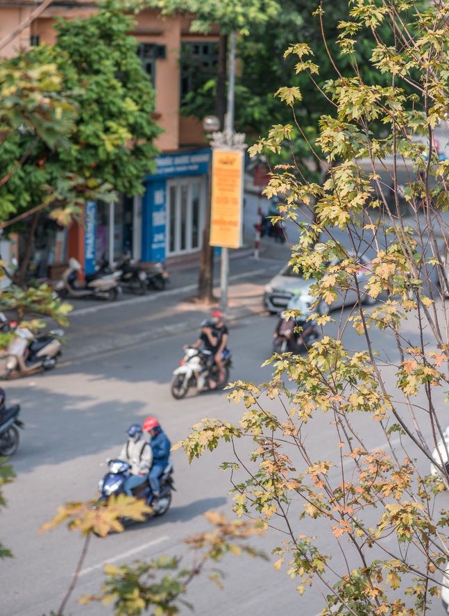 Được biết, hàng phong lá đỏ này vẫn đang trong giai đoạn trồng thử nghiệm trên đường phố, nếu phù hợp sẽ được nhân rộng ở nhiều địa điểm khác. Việc trồng mới hàng trăm gốc cây phong lá đỏ nằm trong hoạt động trồng 1 triệu cây xanh trên địa bàn Thủ đô đến năm 2020.  