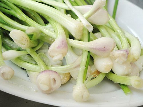 cu-hanh-tuoi