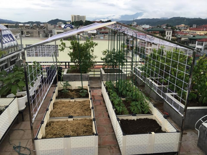 trong-rau8 sharoncuneta.com