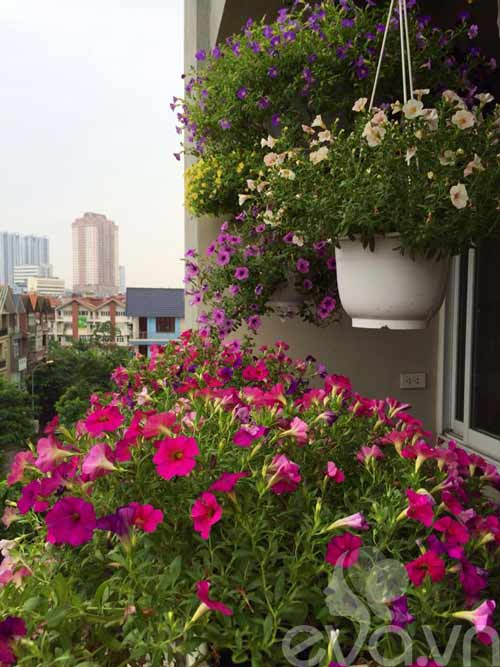 trong-hoa4 sharoncuneta.com