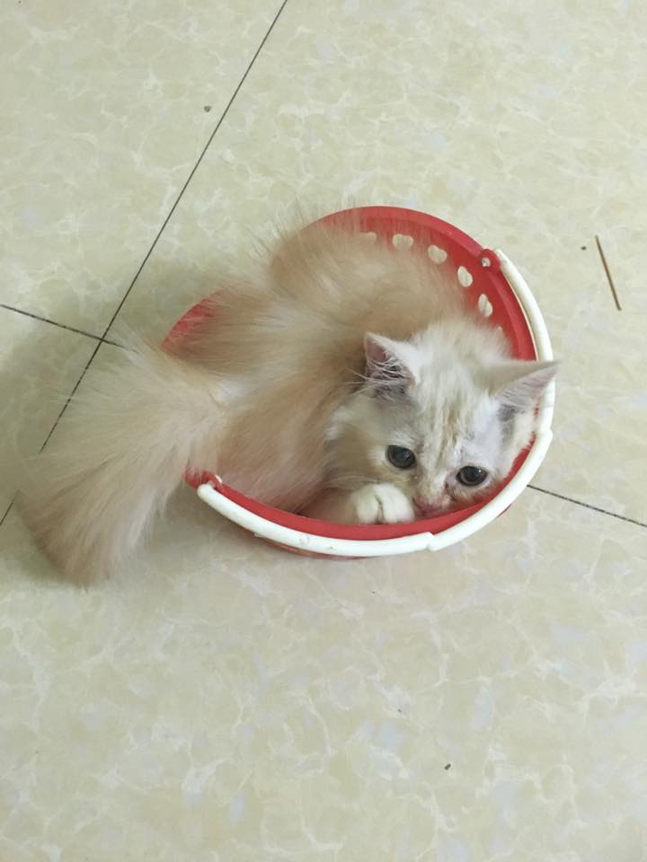 thu-cung-mac-ket8 phunutoday