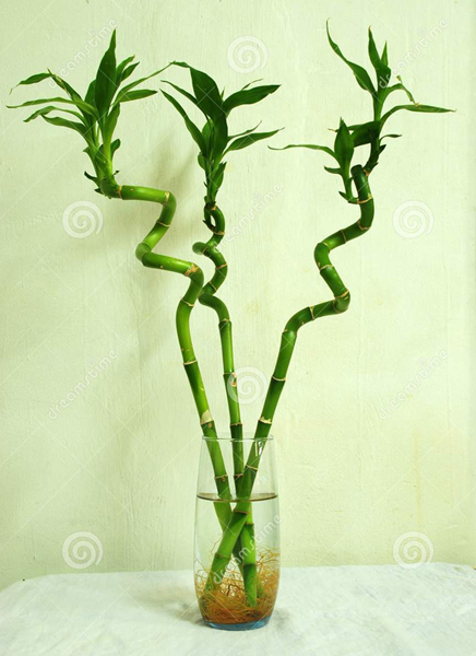 cay-canh2 phunutoday.v