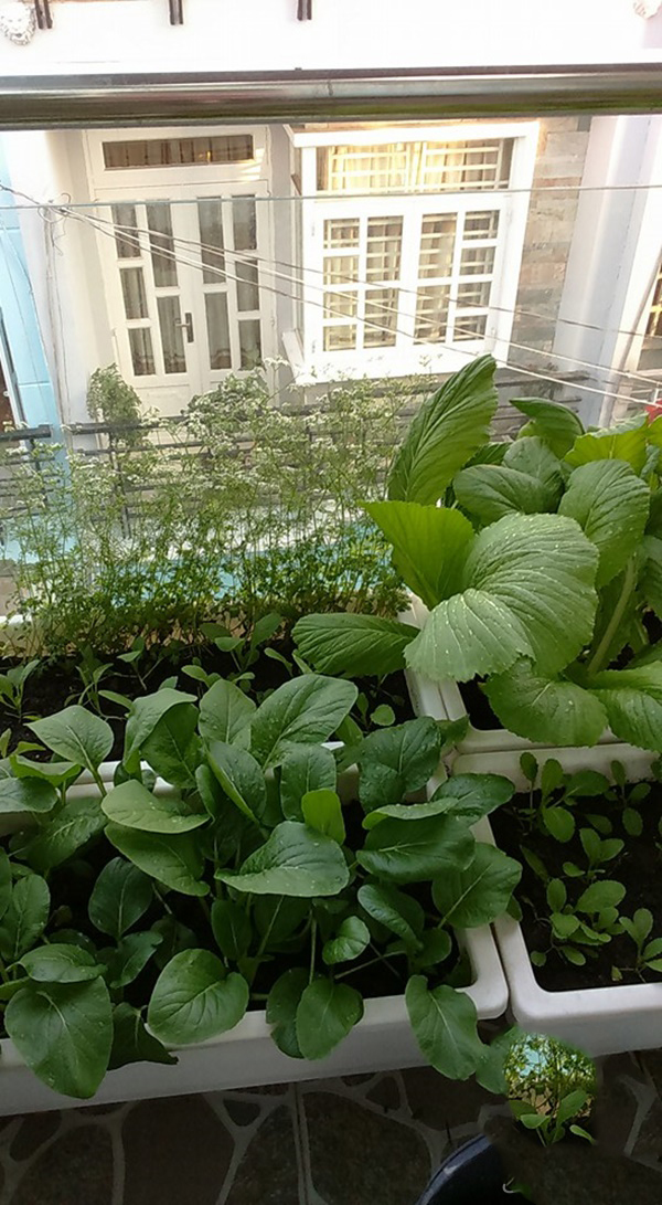 trong-rau3 phunutoday