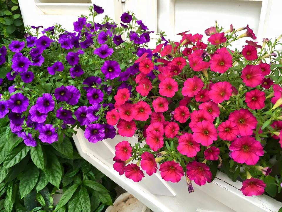 ban-cong-vuon-hoa7 phunutoday