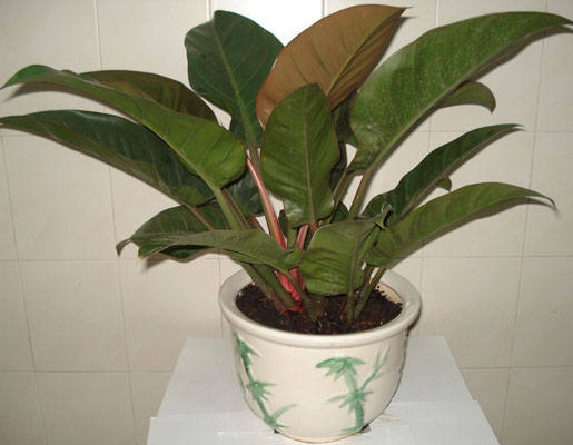 cay-tai-loc phunutoday4