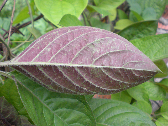 mo-3