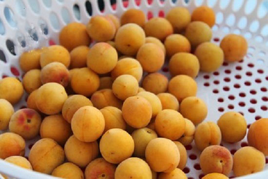 cach-ngam-ruou-mo-tuoi-1