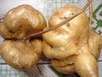 củ đậu