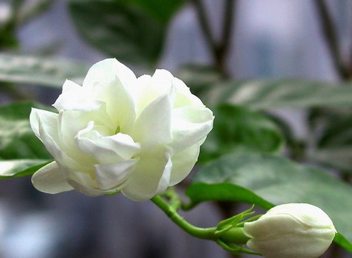 hoa nhài