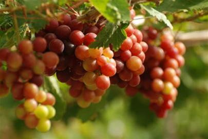 11 loại quả ăn vào là ... trắng da