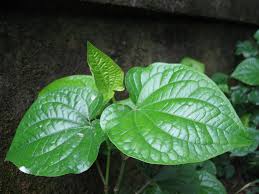 lá lốt chữa bệnh