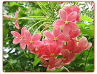 cây sư tử quân