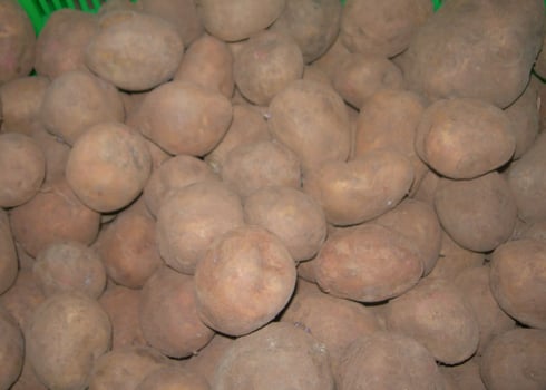 khoai-tay-trung-quoc