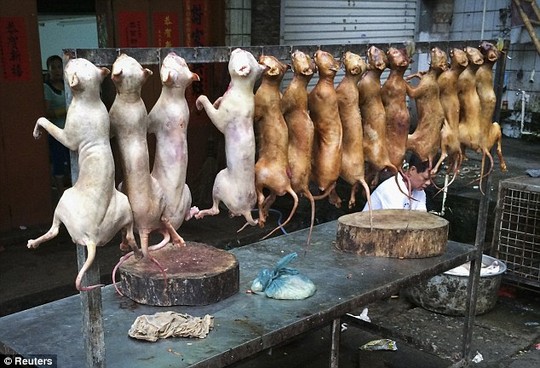 lễ hội thịt chó ở trung quốc
