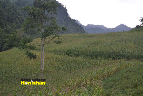 Mô tả ảnh.