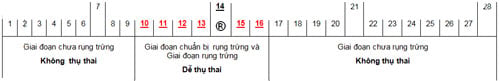 quá trình rụng trứng